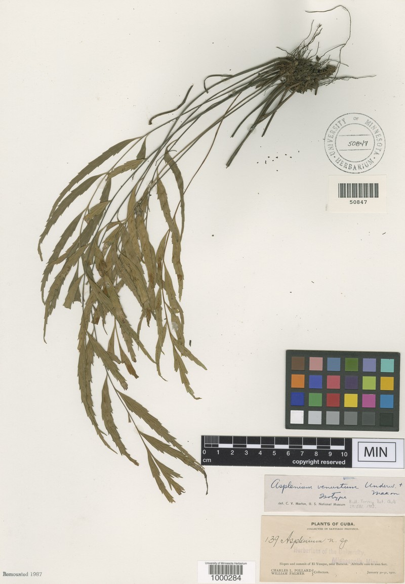 Asplenium venustum