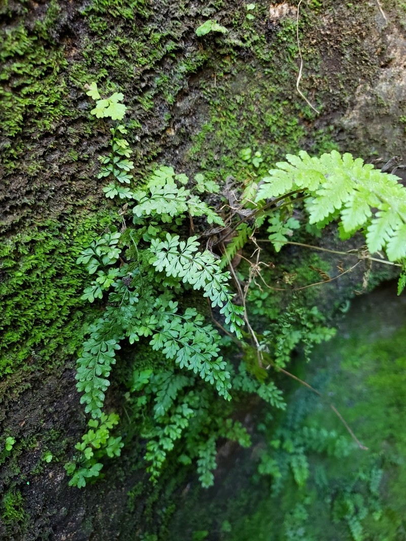 Limestone Spleenwort