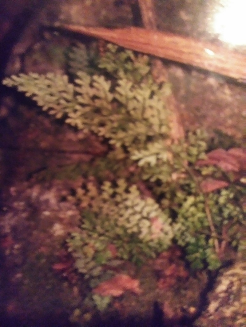 Limestone Spleenwort photo 2