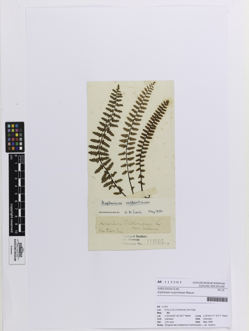 Western Spleenwort