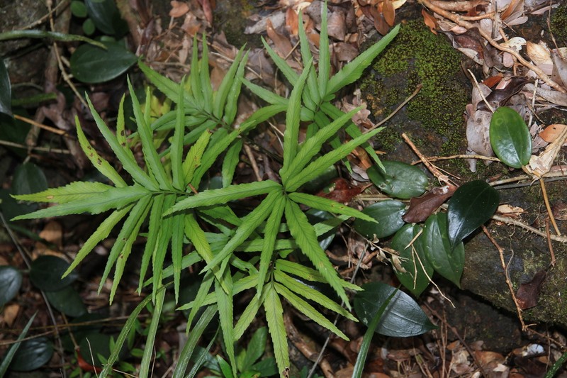 Asplenium vieillardii