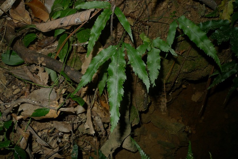 Asplenium vieillardii photo 4