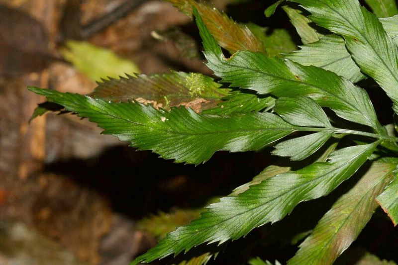 Asplenium vieillardii photo 5