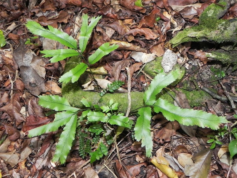 Asplenium vieillardii photo 6