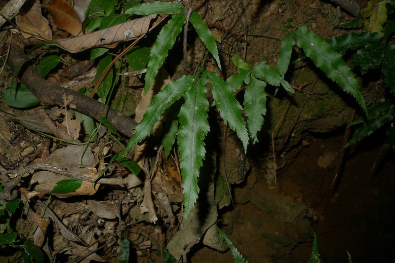 Asplenium vieillardii photo 8