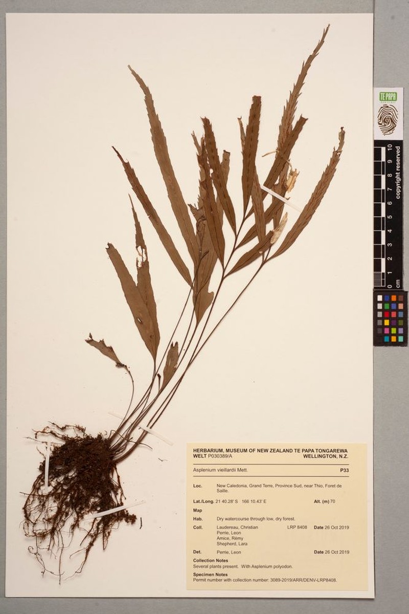 Asplenium vieillardii