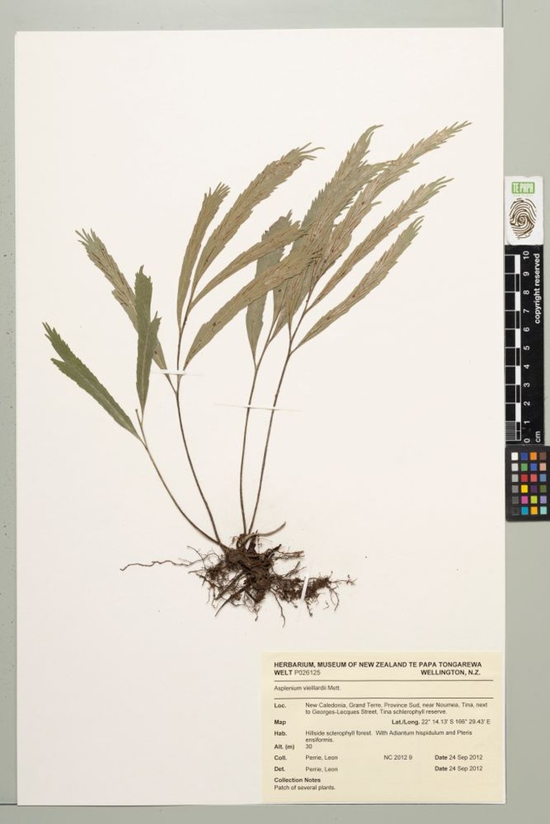 Asplenium vieillardii photo 3