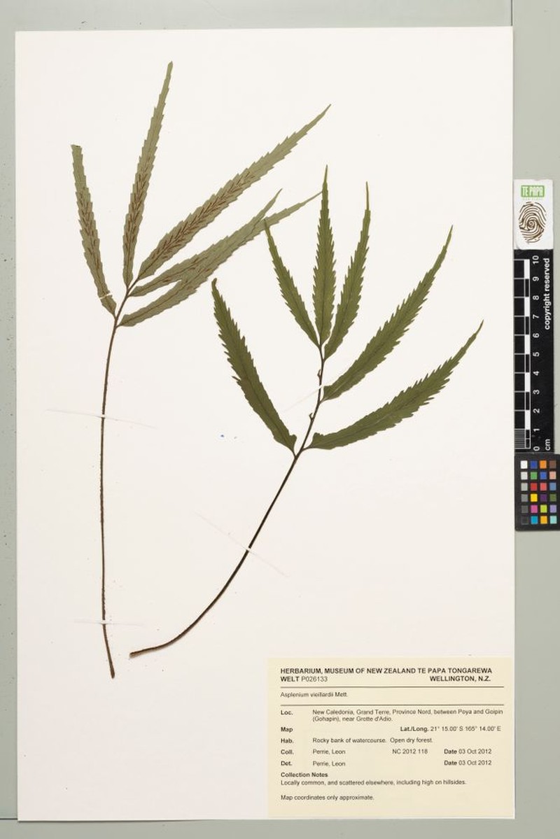Asplenium vieillardii photo 4
