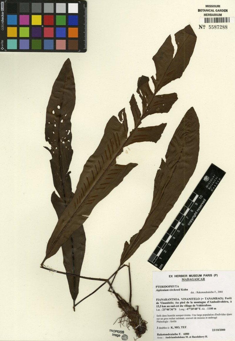 Asplenium virchowii