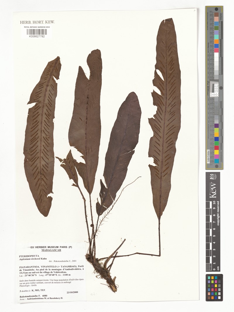 Asplenium virchowii photo 2