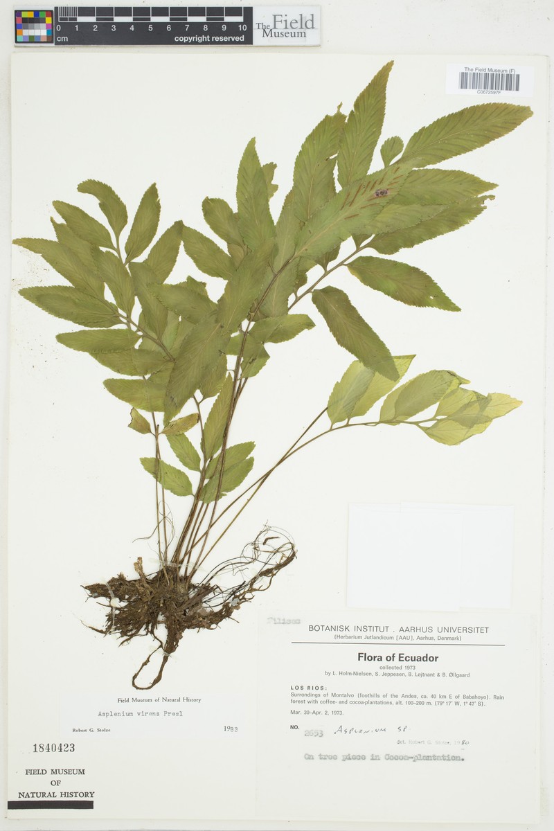 Asplenium virens photo 4