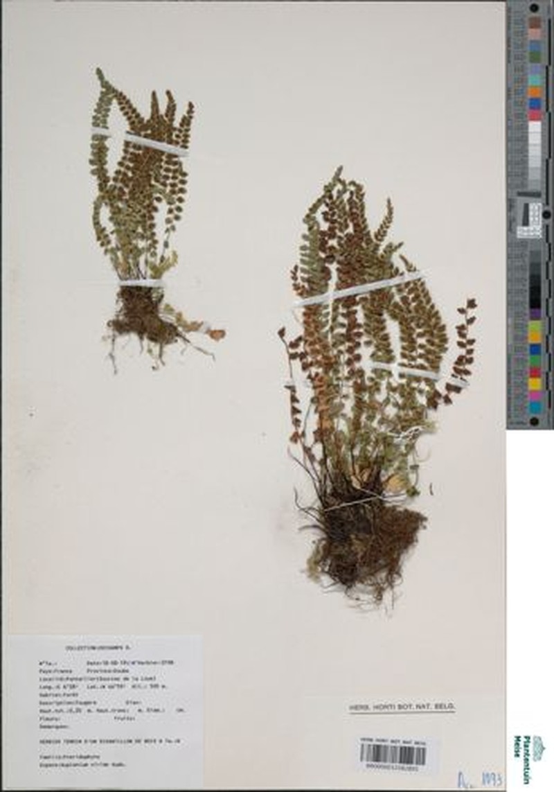 Asplenium virens