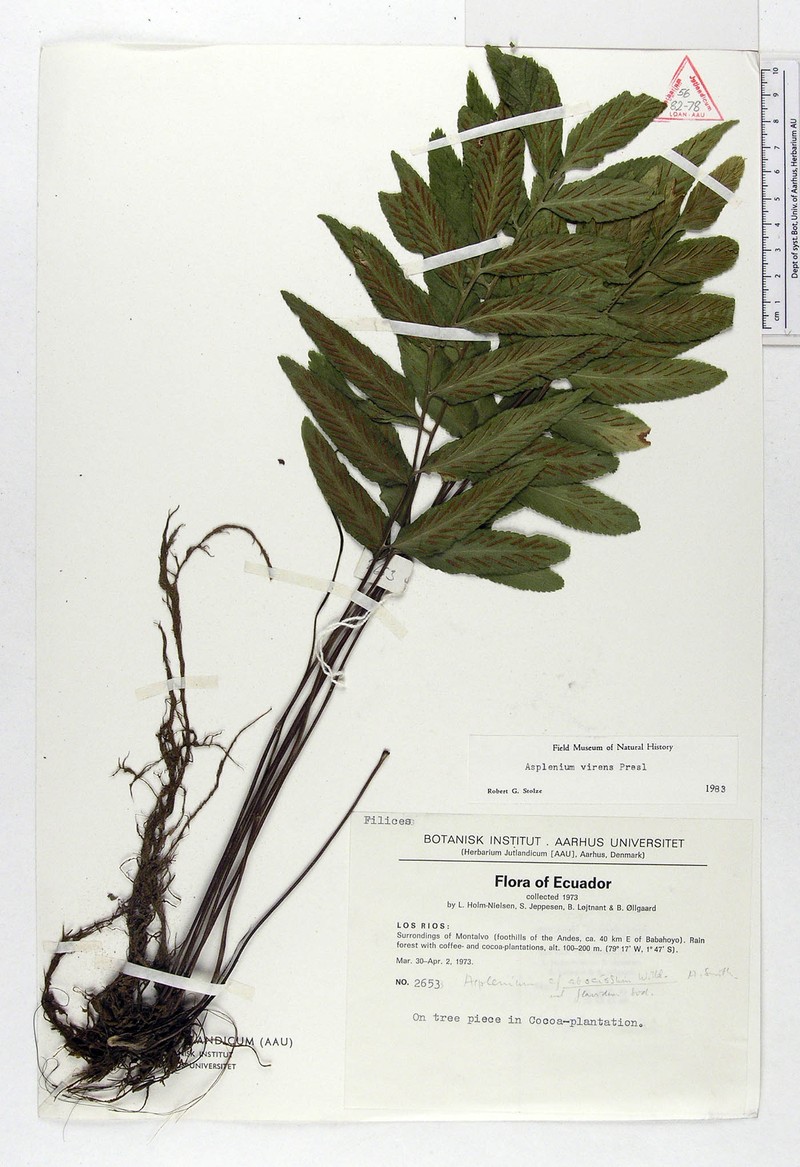 Asplenium virens photo 2