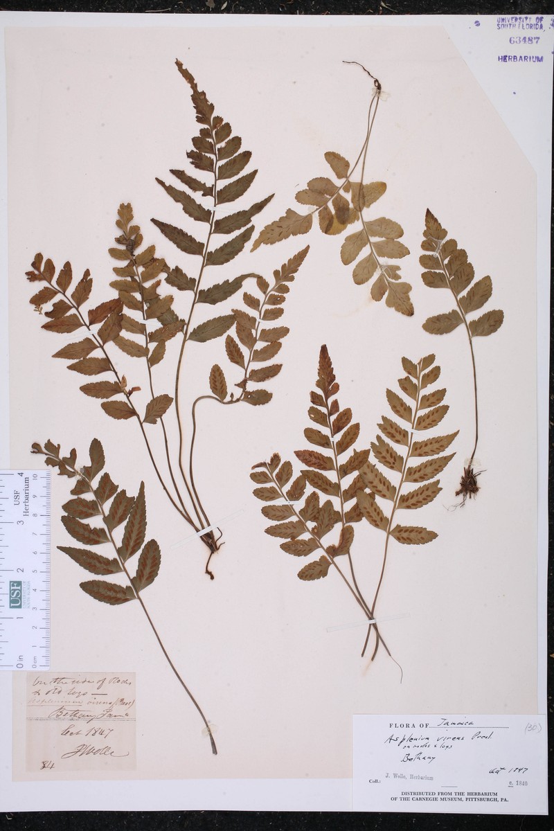 Asplenium virens photo 3