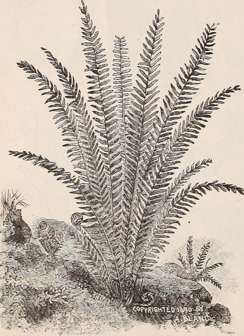 Spleenwort