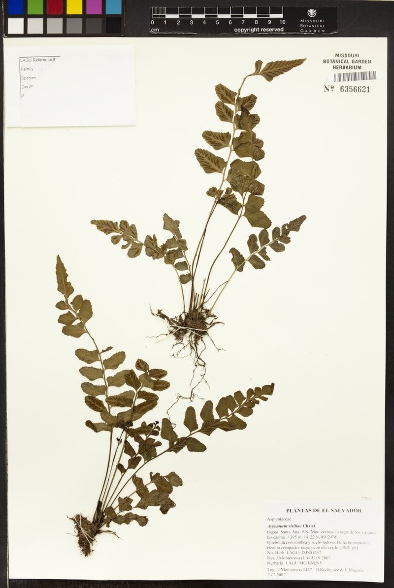 Asplenium virillae