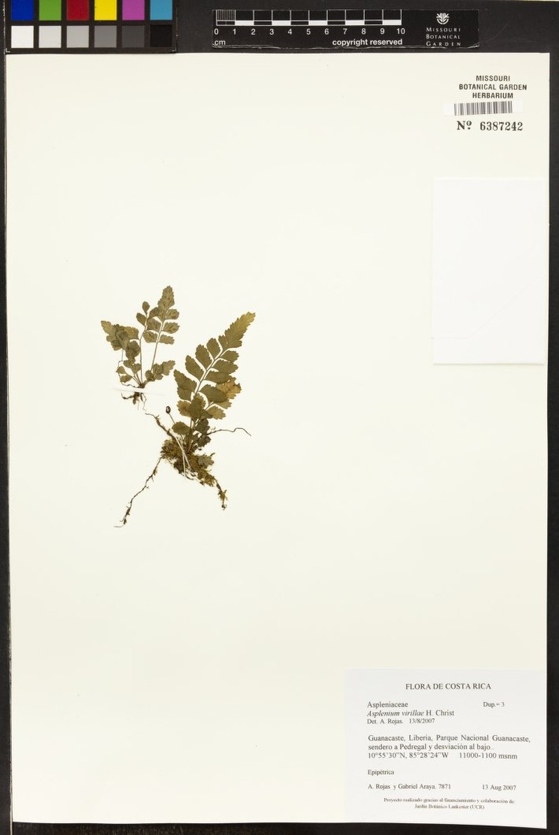 Asplenium virillae photo 2