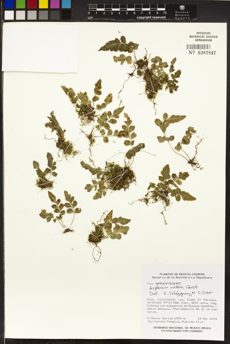 Asplenium virillae photo 3