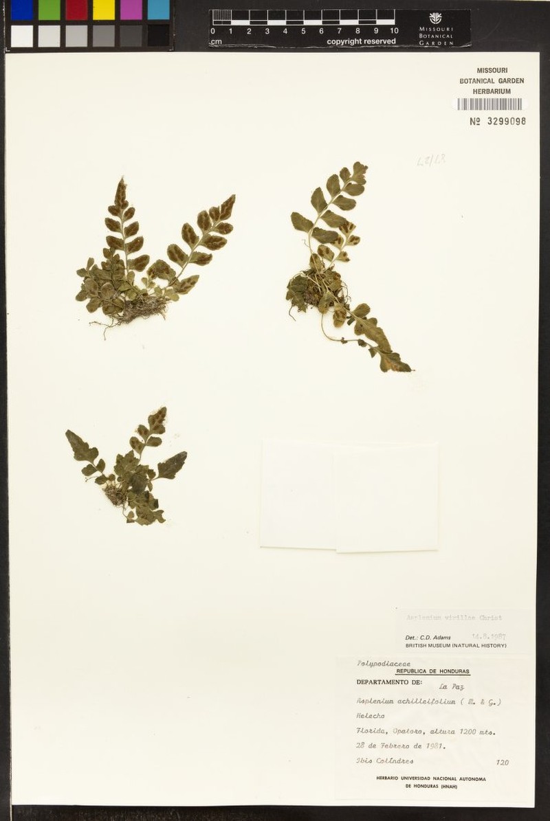 Asplenium virillae photo 4