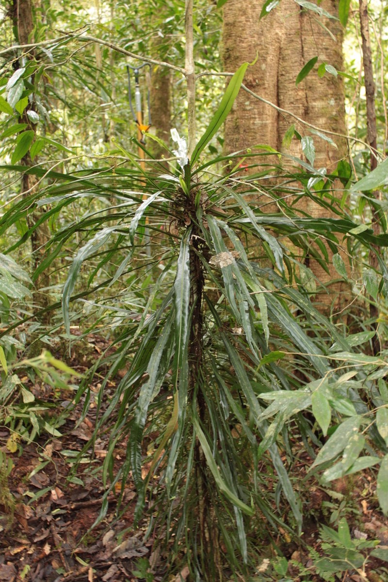 Asplenium vittaeforme photo 2