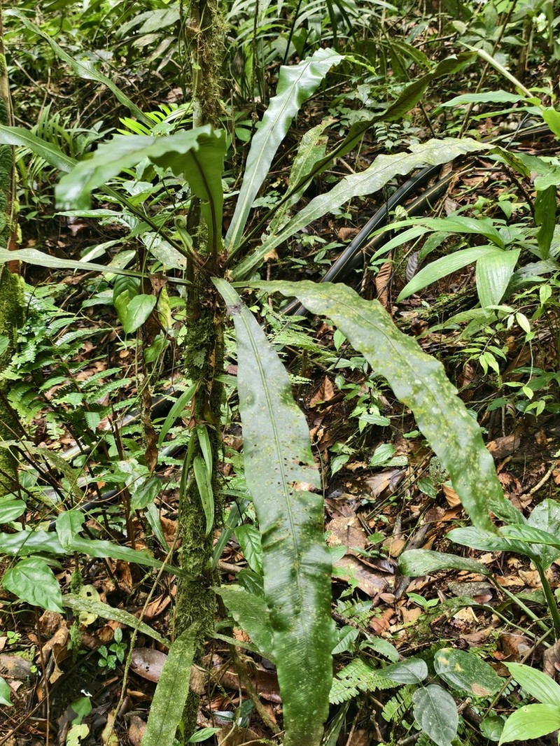 Asplenium vittaeforme photo 3