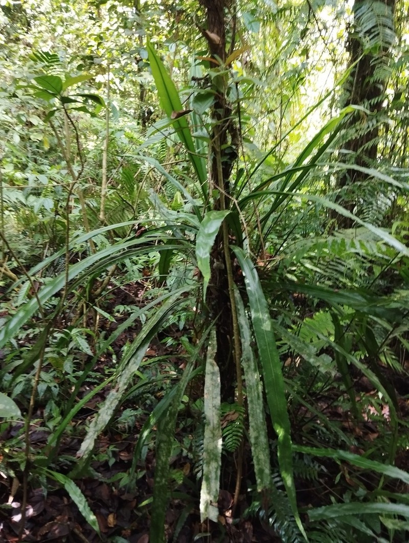 Asplenium vittaeforme photo 4