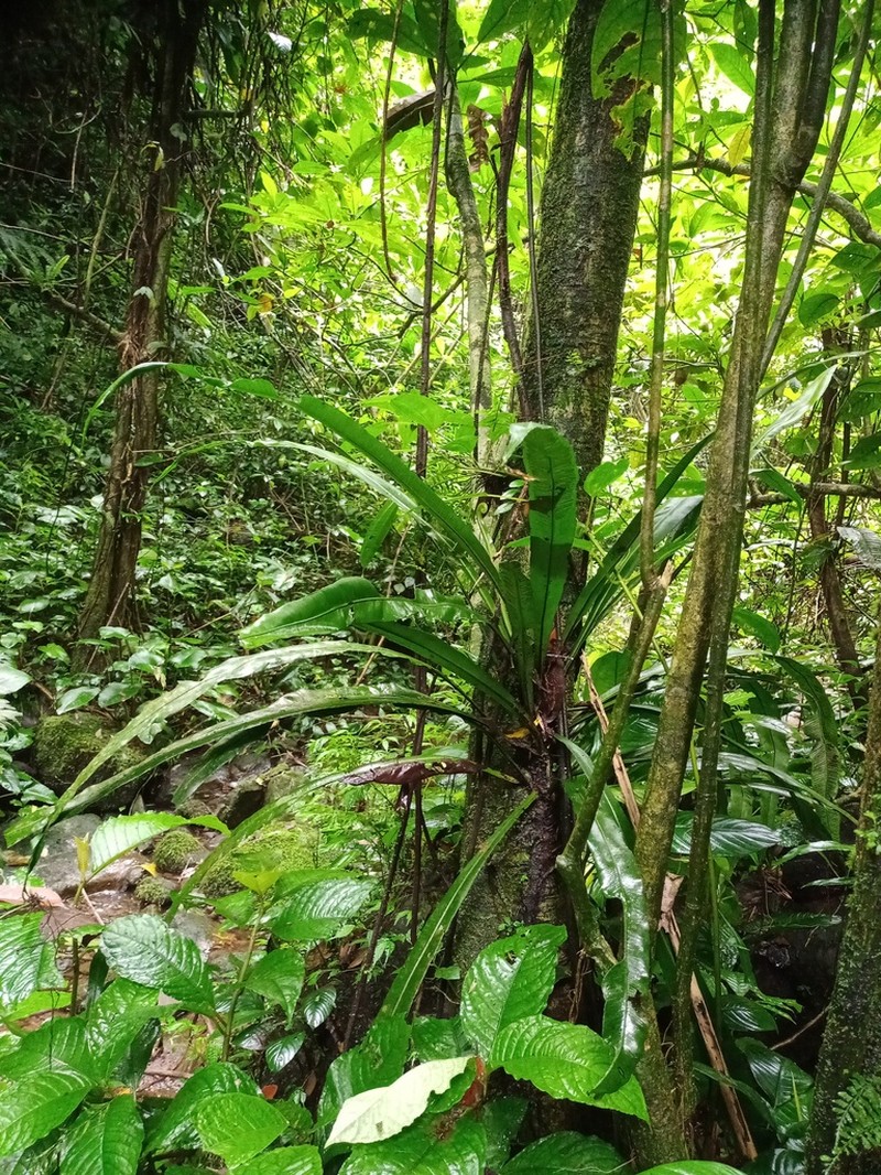Asplenium vittaeforme photo 5