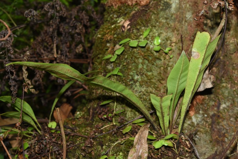 Asplenium vittaeforme photo 7