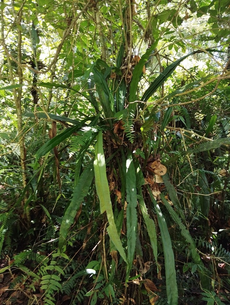 Asplenium vittaeforme photo 8