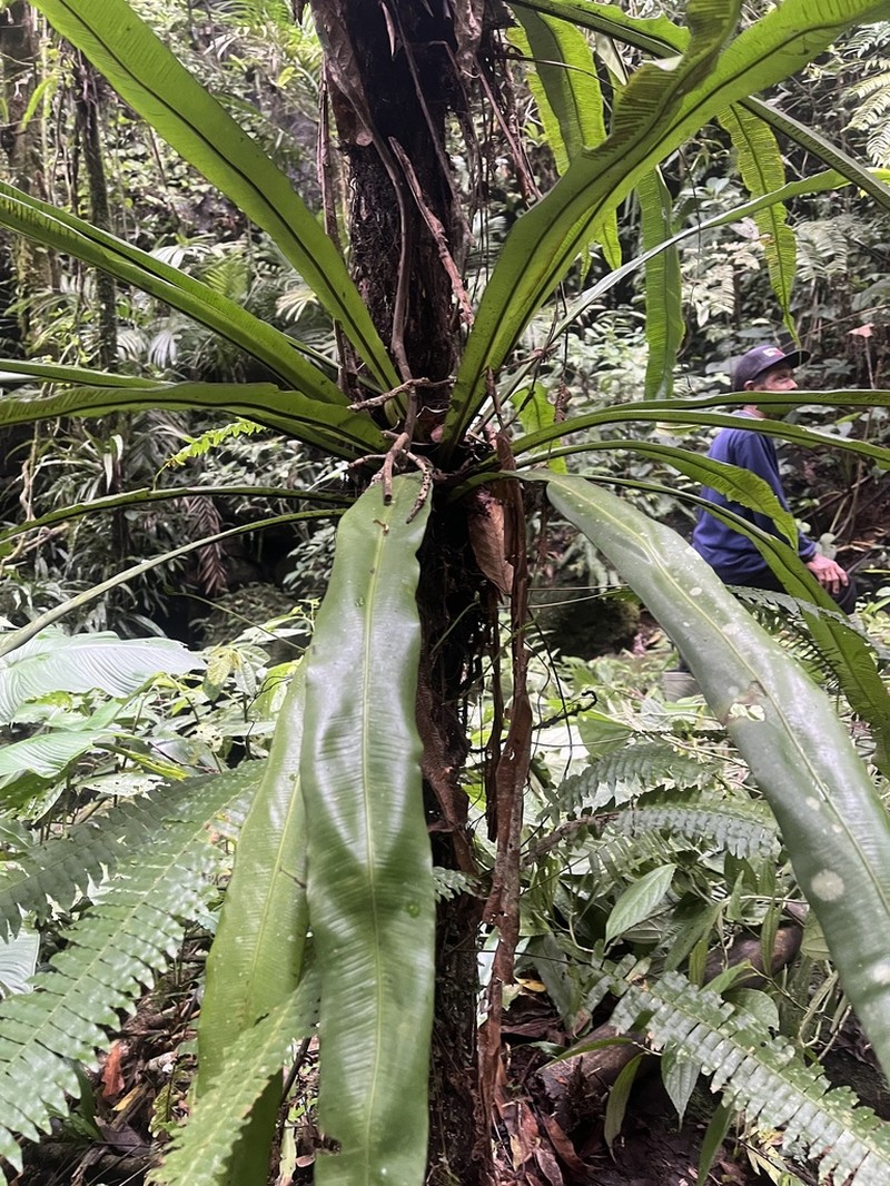 Asplenium vittaeforme