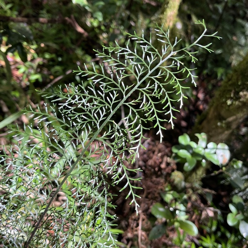 Asplenium viviparioides