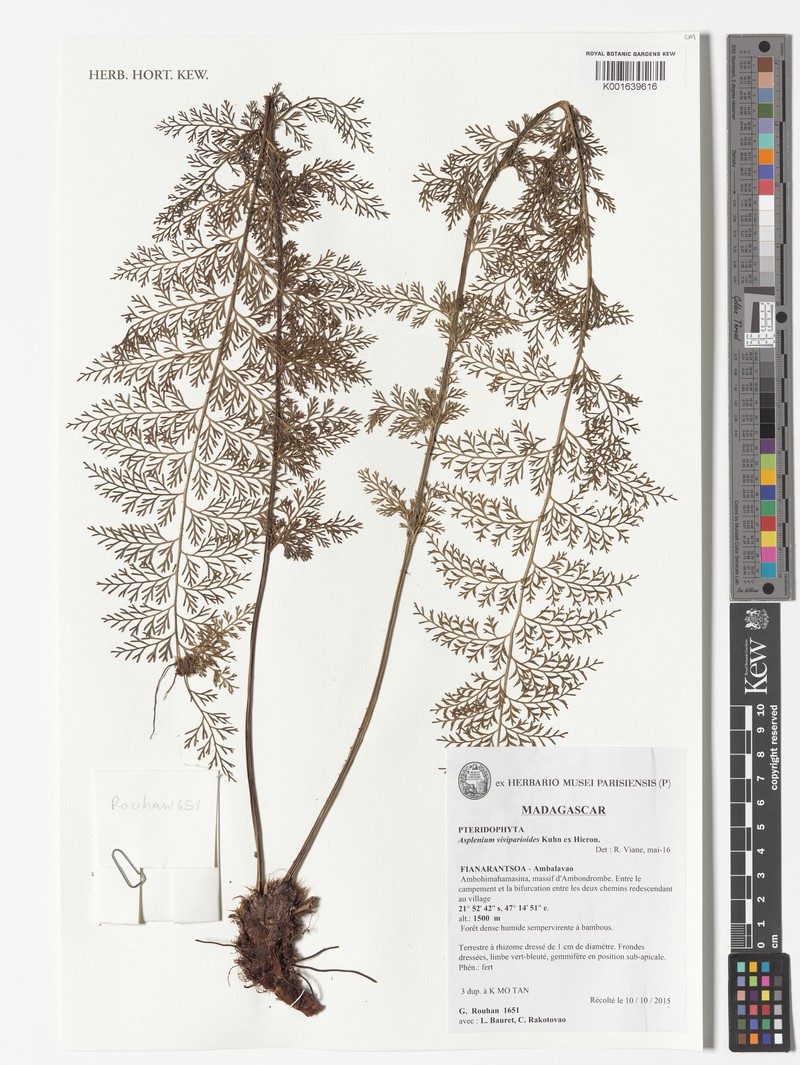 Asplenium viviparioides photo 2