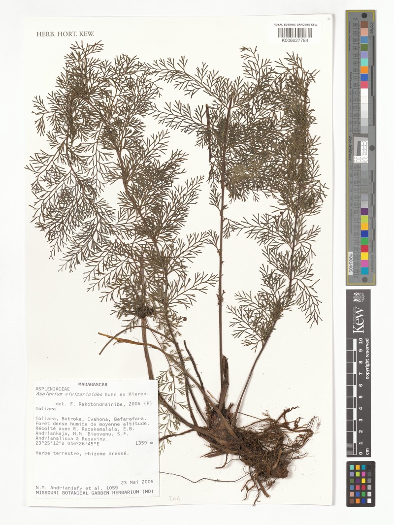 Asplenium viviparioides photo 3