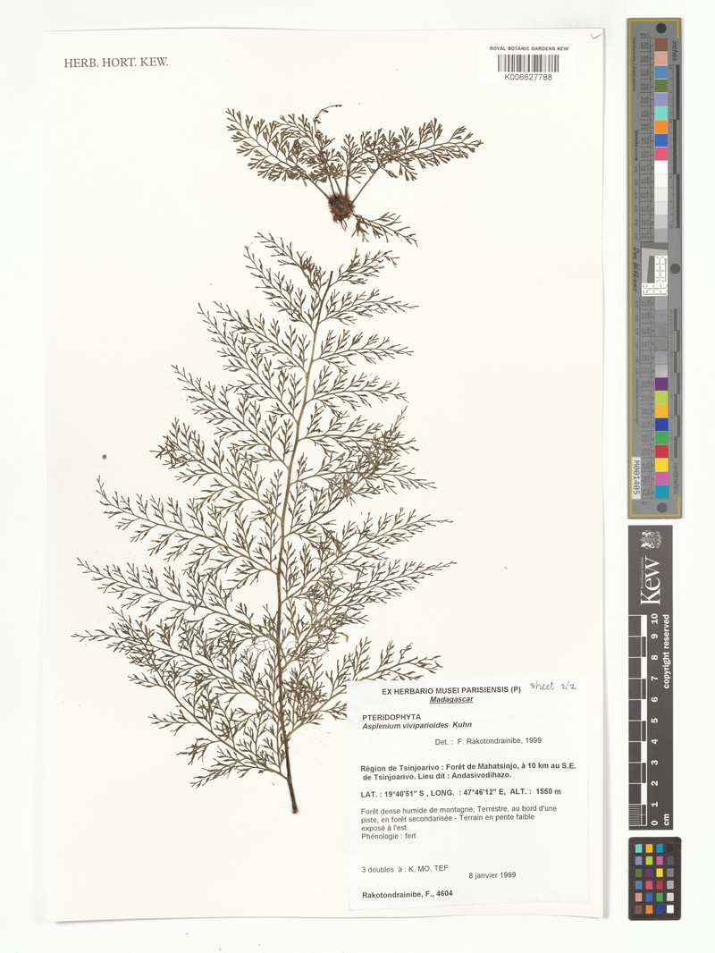 Asplenium viviparioides photo 4