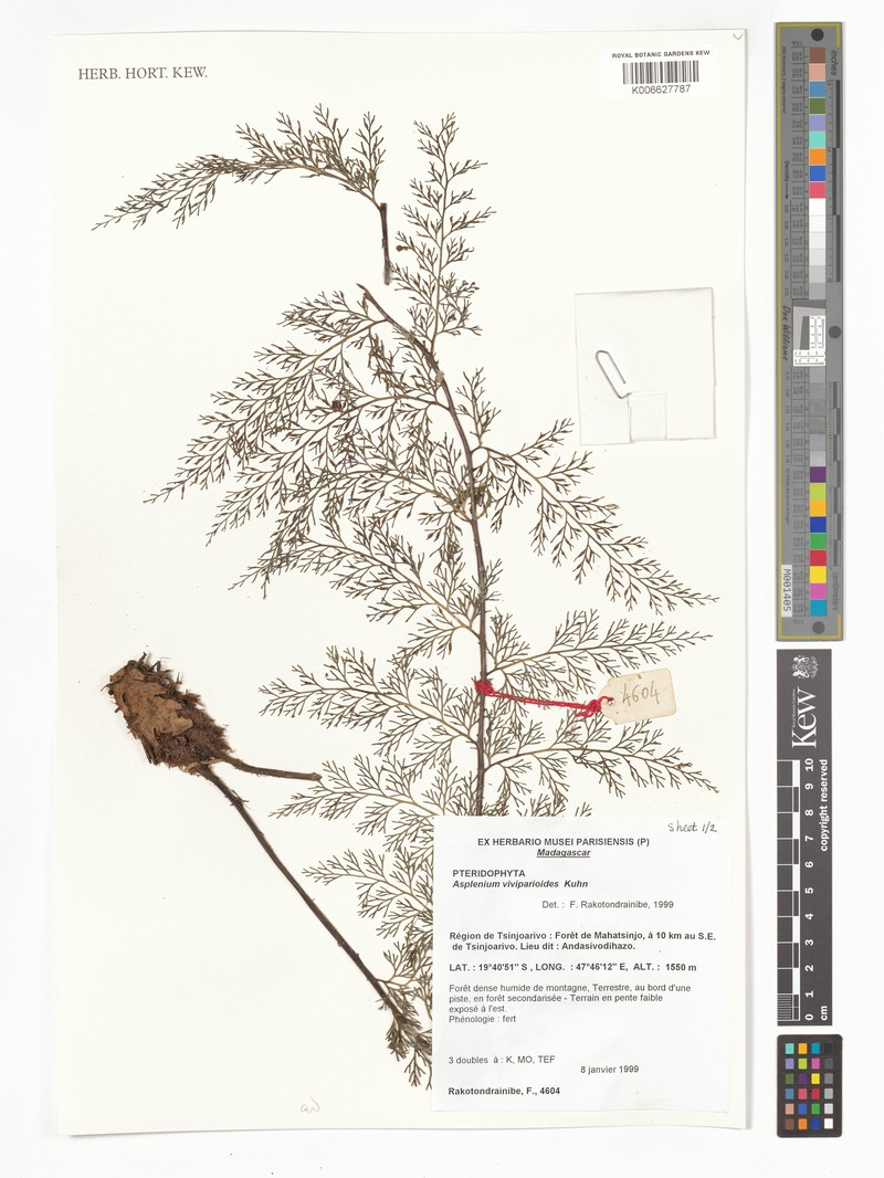 Asplenium viviparioides photo 5