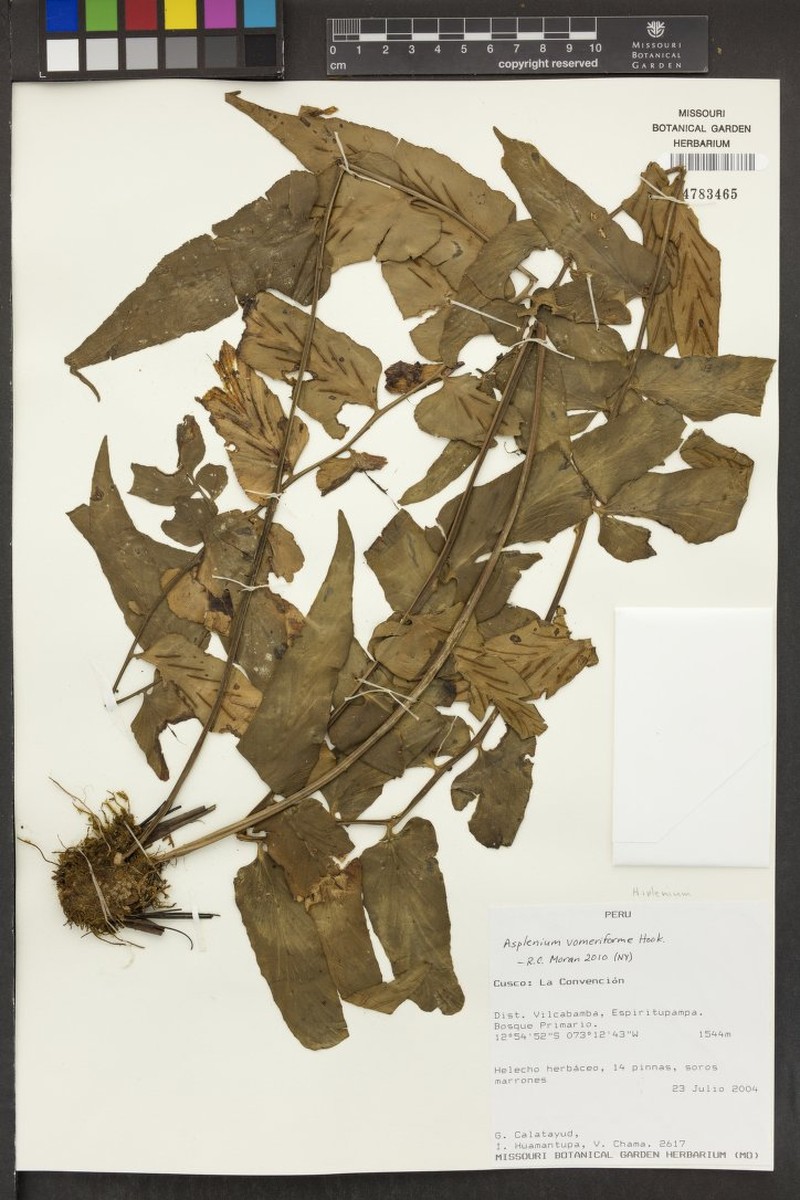 Asplenium vomeriforme