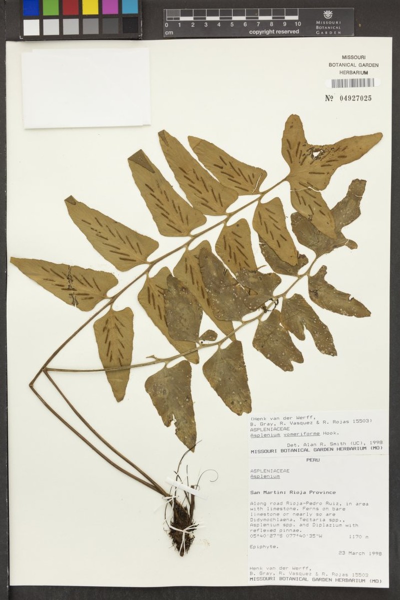 Asplenium vomeriforme photo 2
