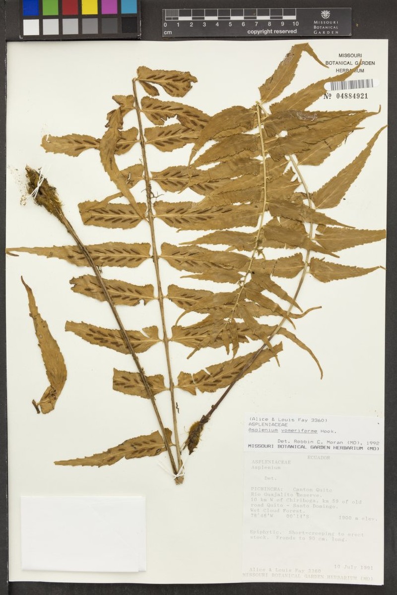 Asplenium vomeriforme photo 3