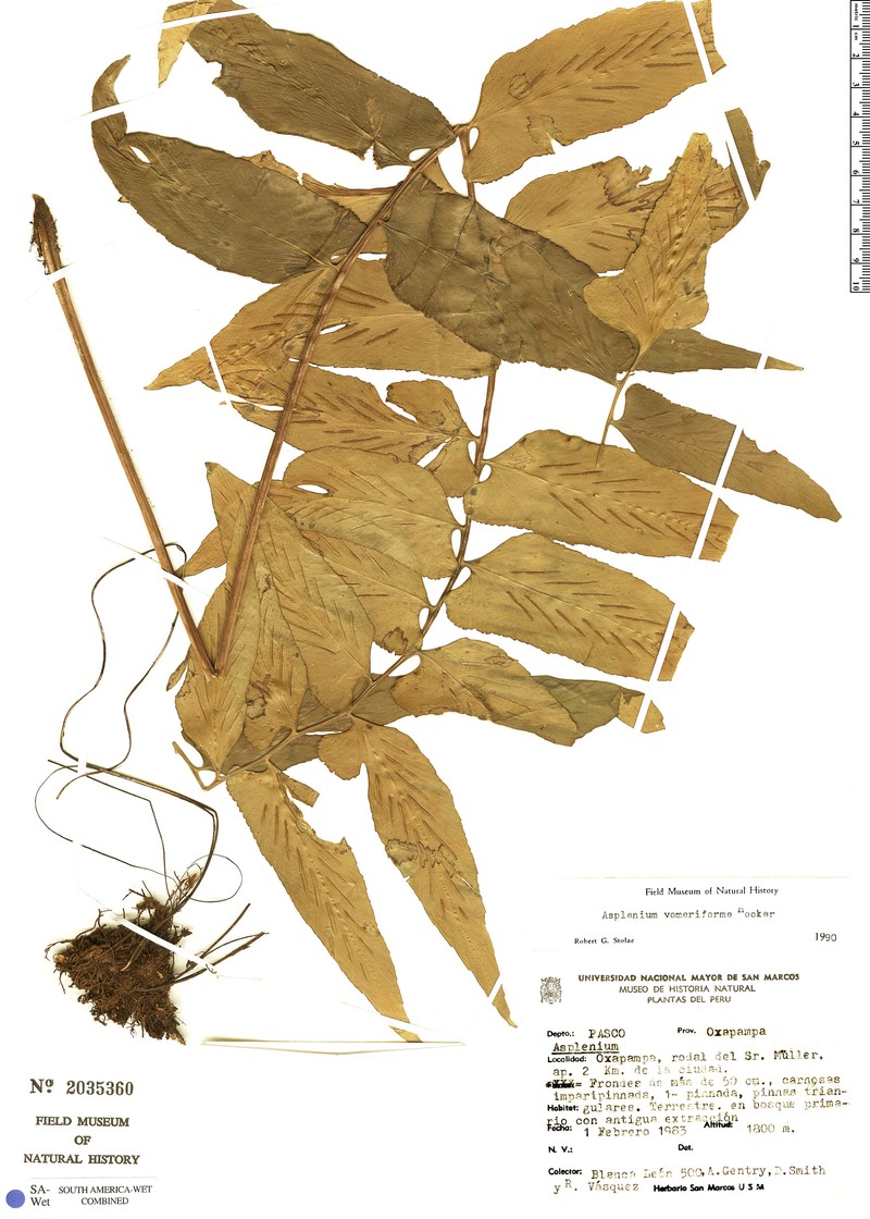 Asplenium vomeriforme photo 4
