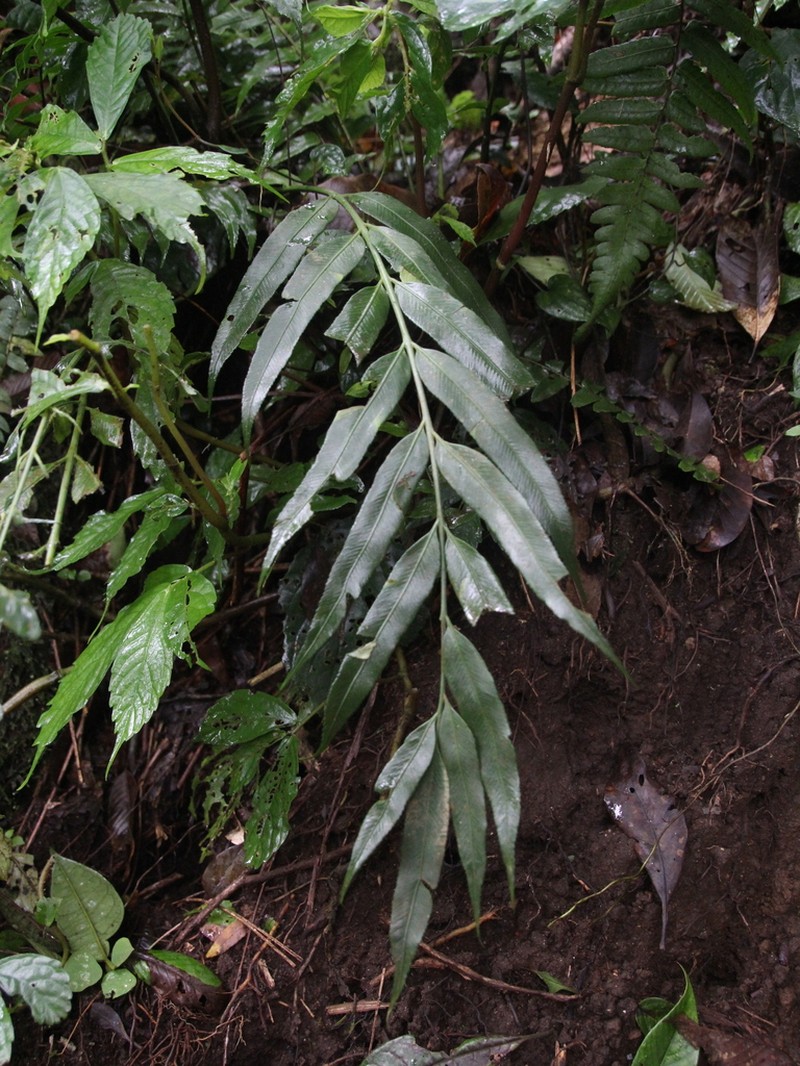 Asplenium vulcanicum photo 2