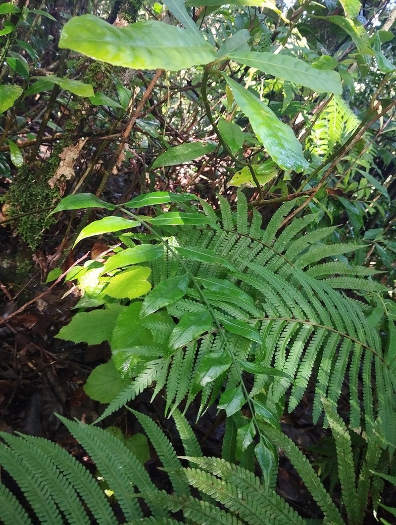 Asplenium vulcanicum photo 3