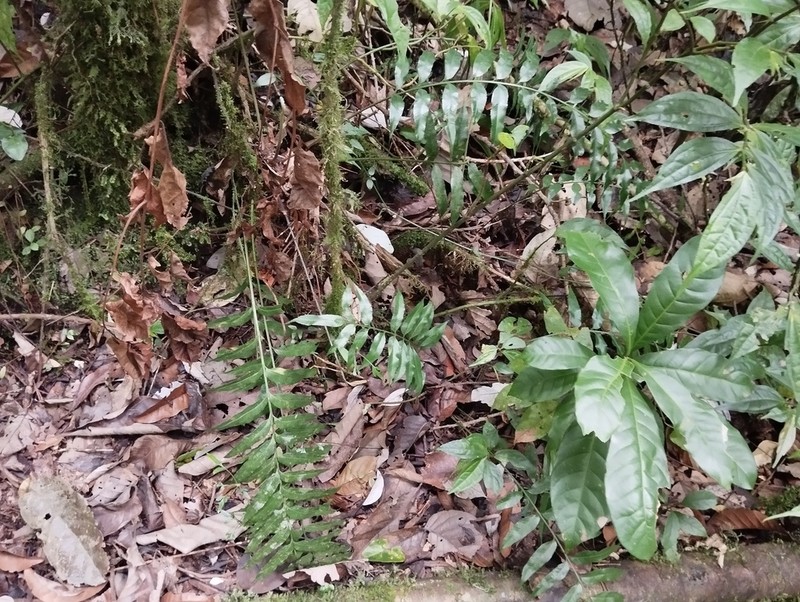 Asplenium vulcanicum photo 4