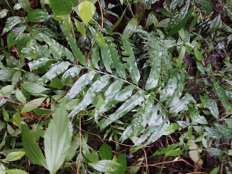 Asplenium vulcanicum photo 5