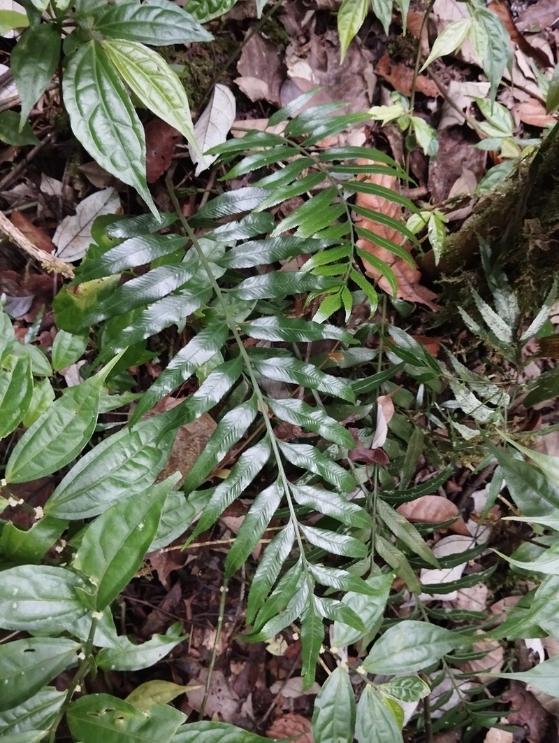 Asplenium vulcanicum photo 6