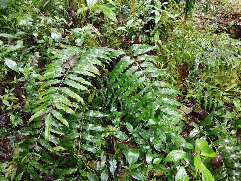 Asplenium vulcanicum photo 7