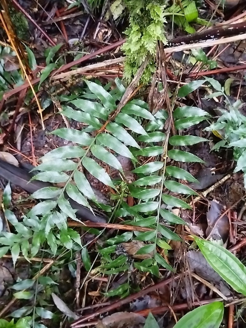 Asplenium vulcanicum photo 8
