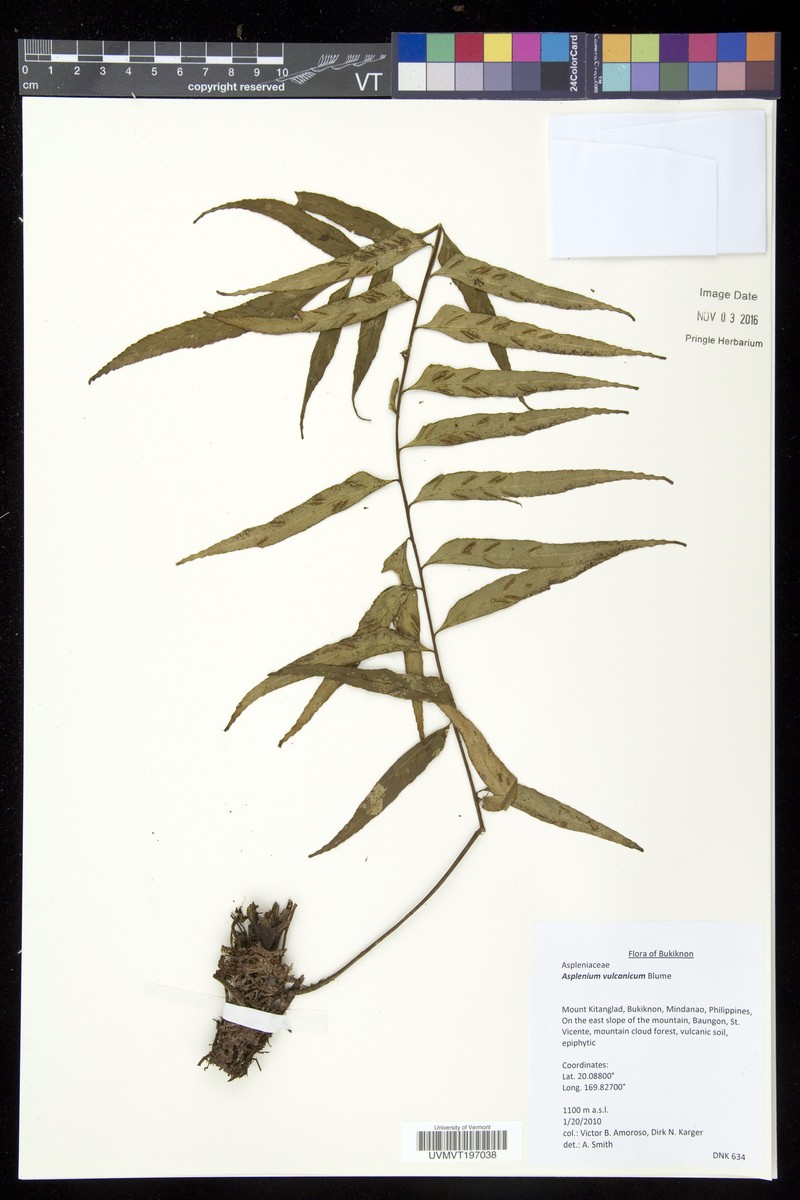 Asplenium vulcanicum photo 2