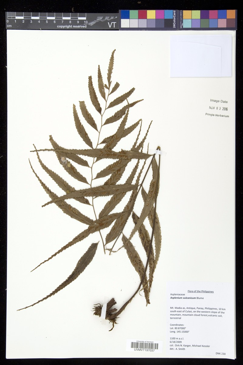 Asplenium vulcanicum photo 3