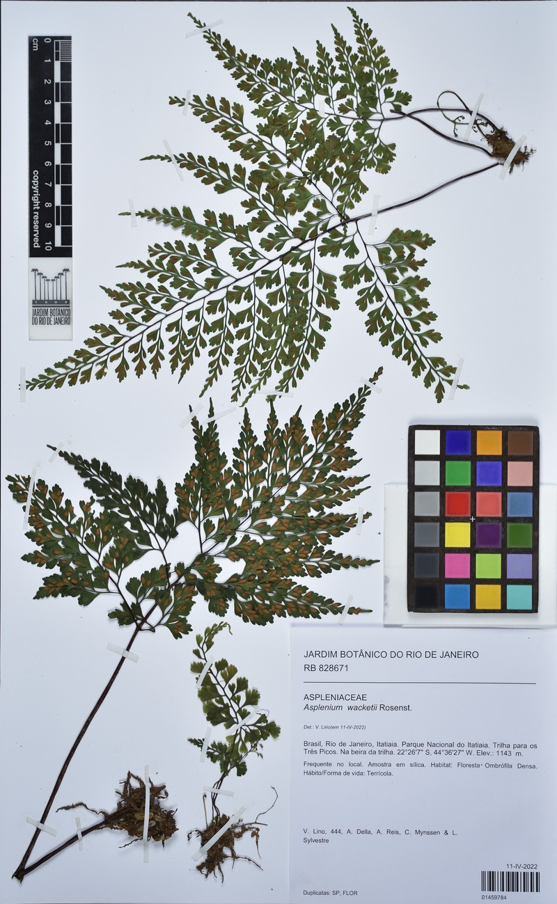Asplenium wacketii