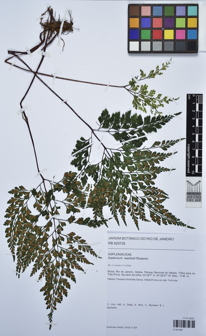Asplenium wacketii photo 2